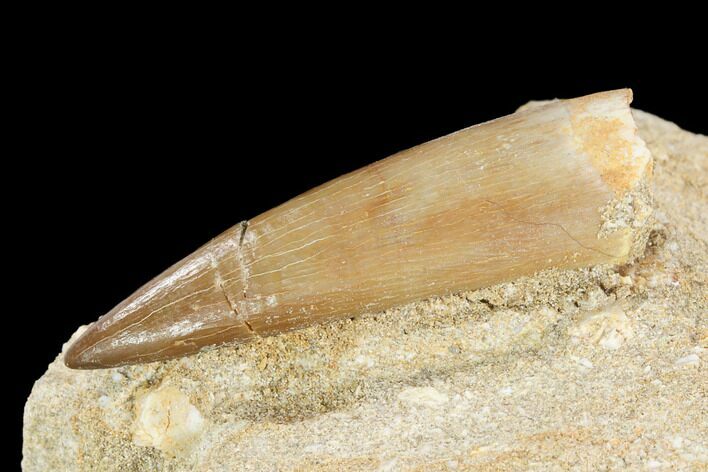 Fossil Plesiosaur (Zarafasaura) Tooth - Morocco #121683